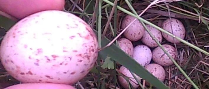 农田里的六种野味，很少有人全吃过，最后两种已经绝迹了！