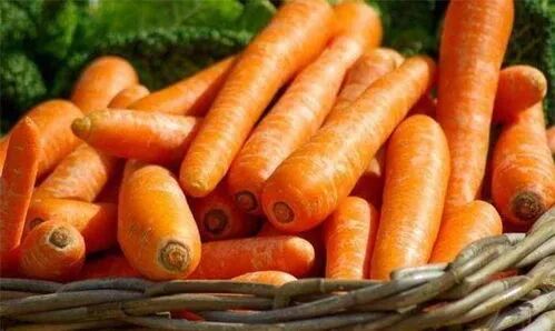 红萝卜营养极高被称为小人参