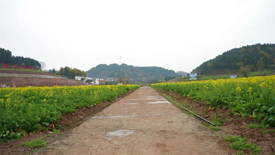四川花椒苗基地