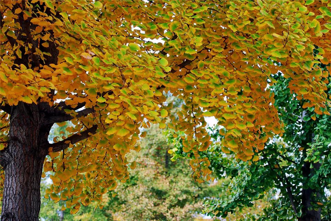 组图丨泰安夏张镇银杏落叶如金毯