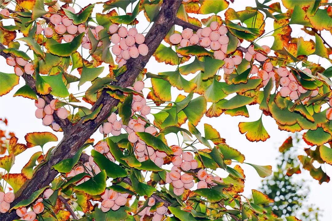 组图丨泰安夏张镇银杏落叶如金毯