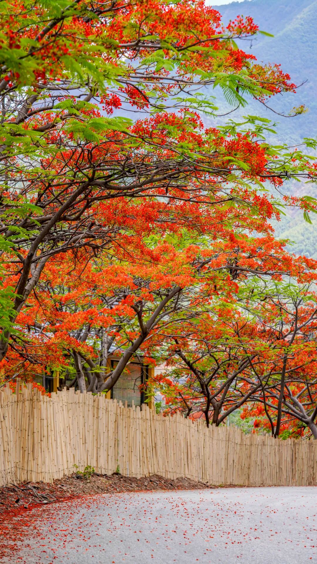永胜程海:一半是海水,一半是火焰_要闻_丽江频道_云南网