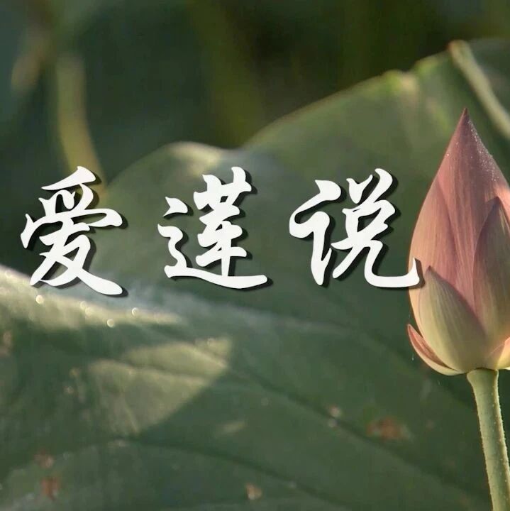 【青春语文·晓东专栏】我以“独”为《爱莲说》立骨