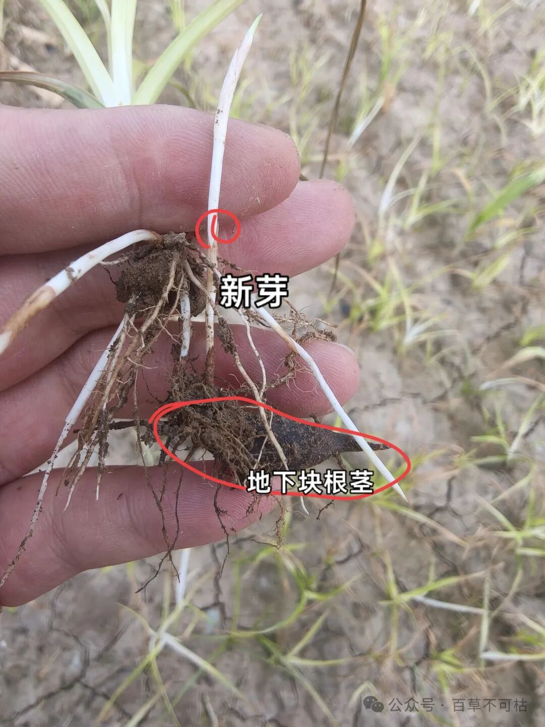 除草剂打莎草（香附子）打死一层出一层，问题出现在哪？
