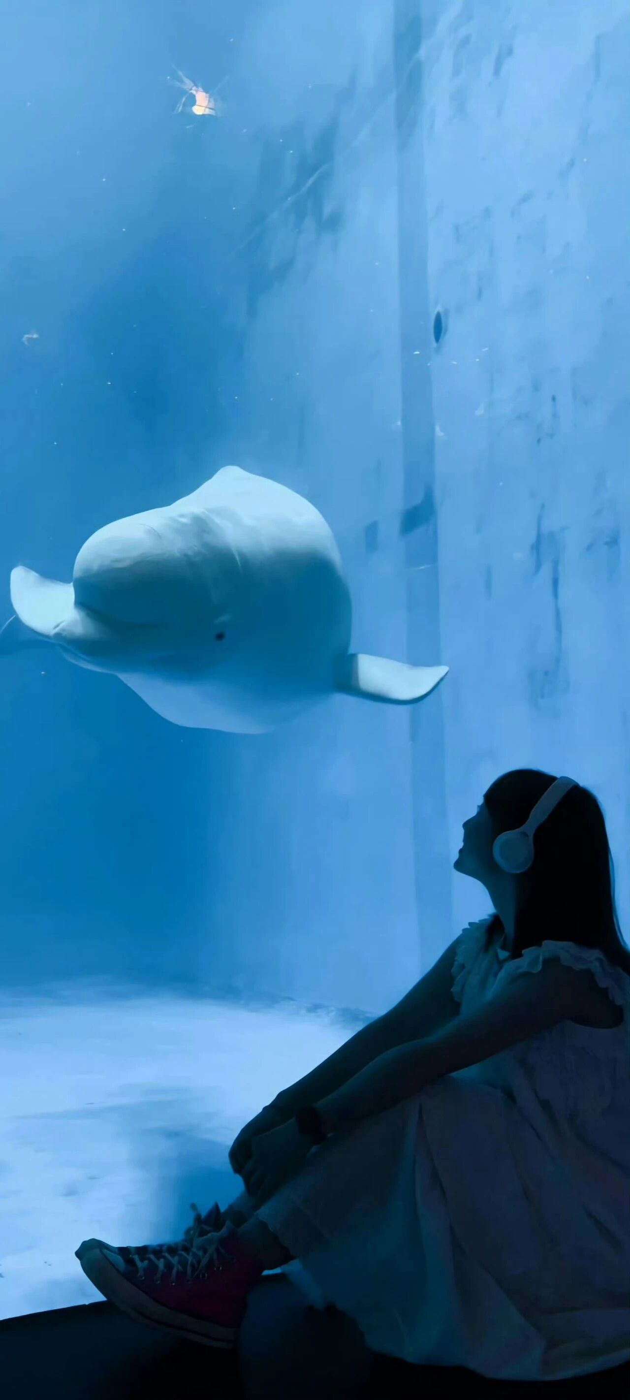 又发现一张还不错的手机壁纸