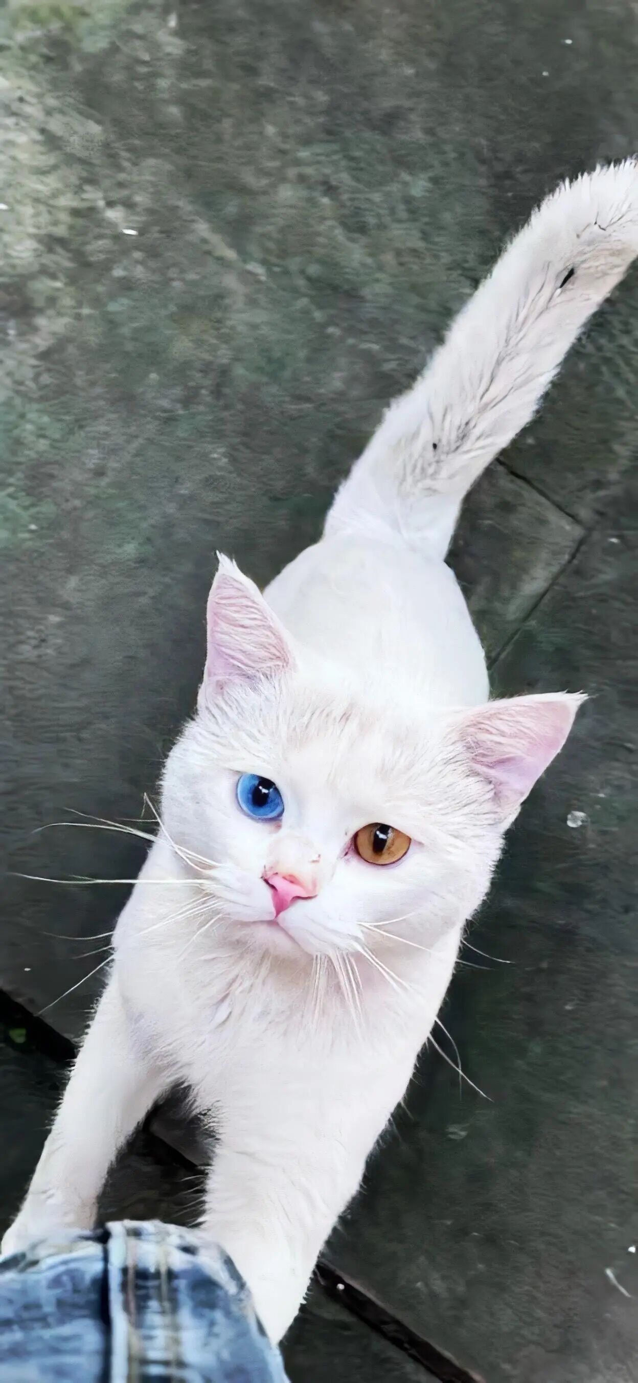 又发现一张还不错的手机壁纸