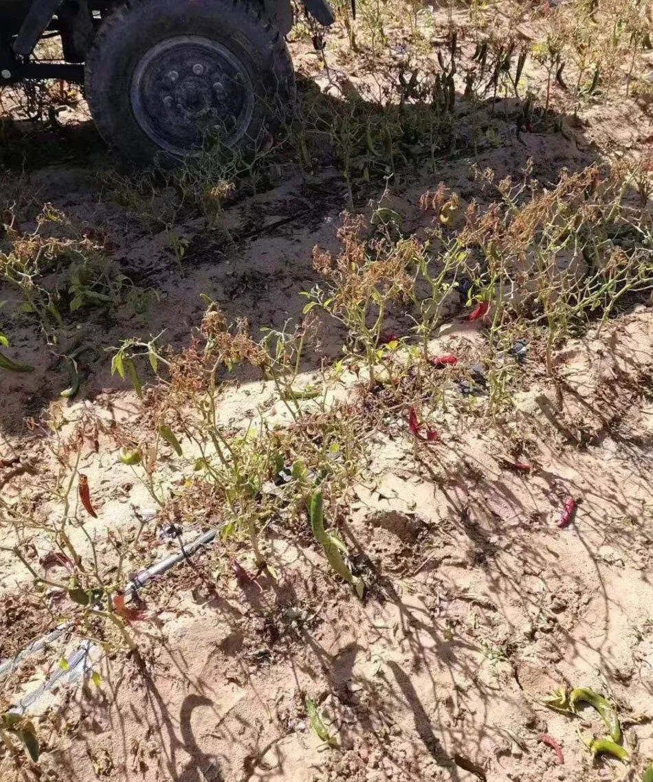 ̫����˾�V�A�r�ύ����������Ƭ