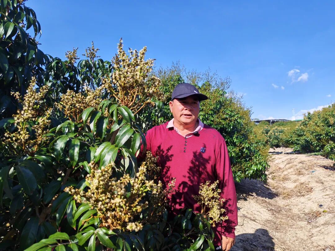 张亚九和他的荔枝园。