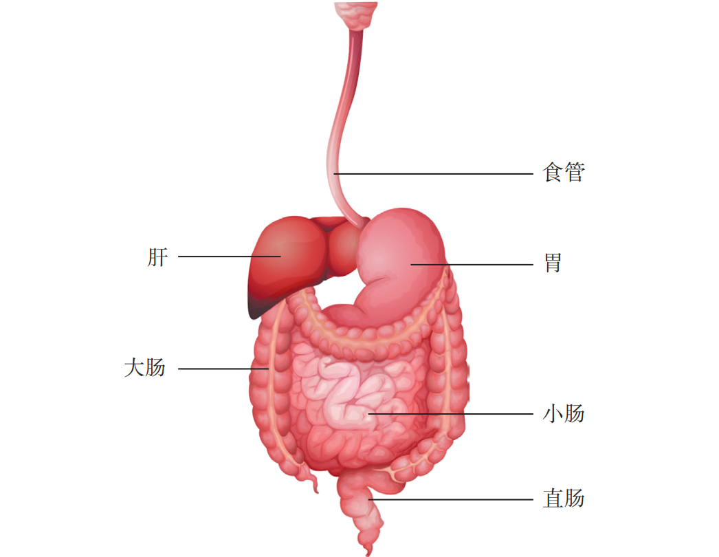 消化系统图简图图片