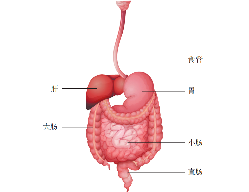 "吃出来"的癌症!喉咙出现这 4 种症状,可能是食道癌预警
