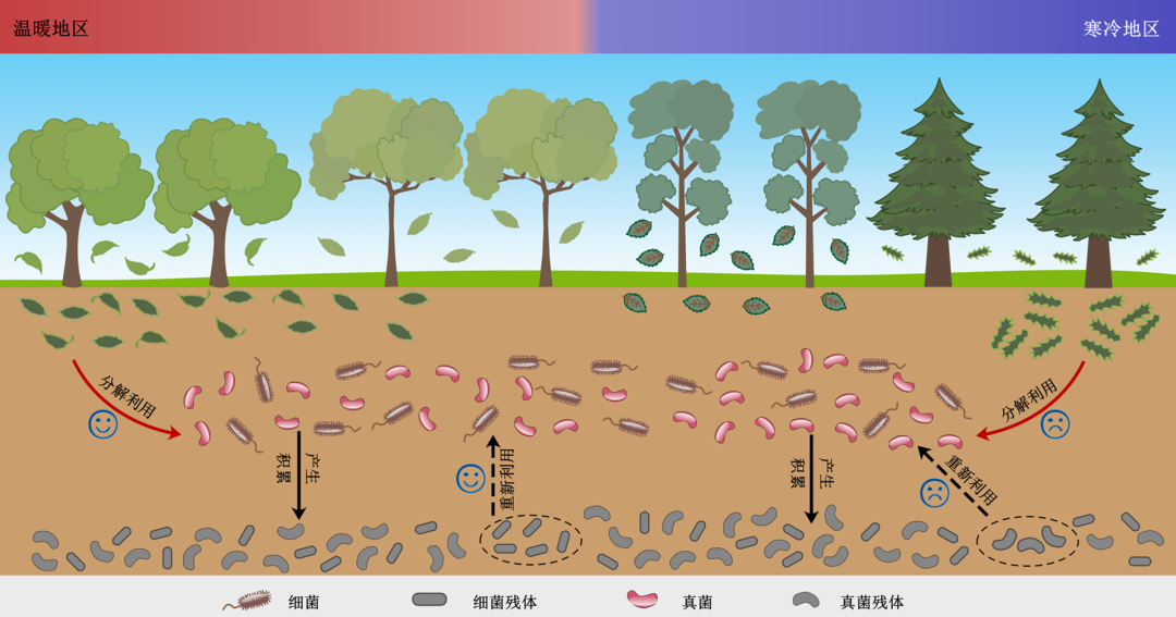 土壤微生物示意图图片