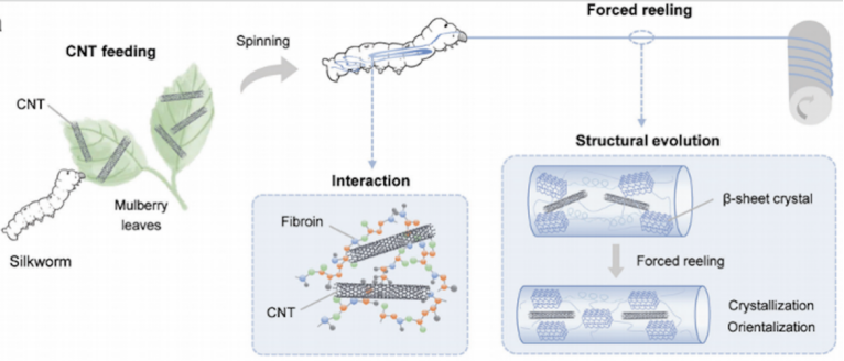 “硬核”蚕丝！从蚕宝宝食用碳纳米管开始……