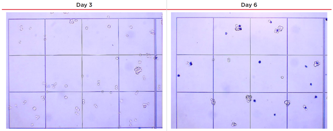 团聚细胞计数的应用解决方案：Cell Type参数优化
