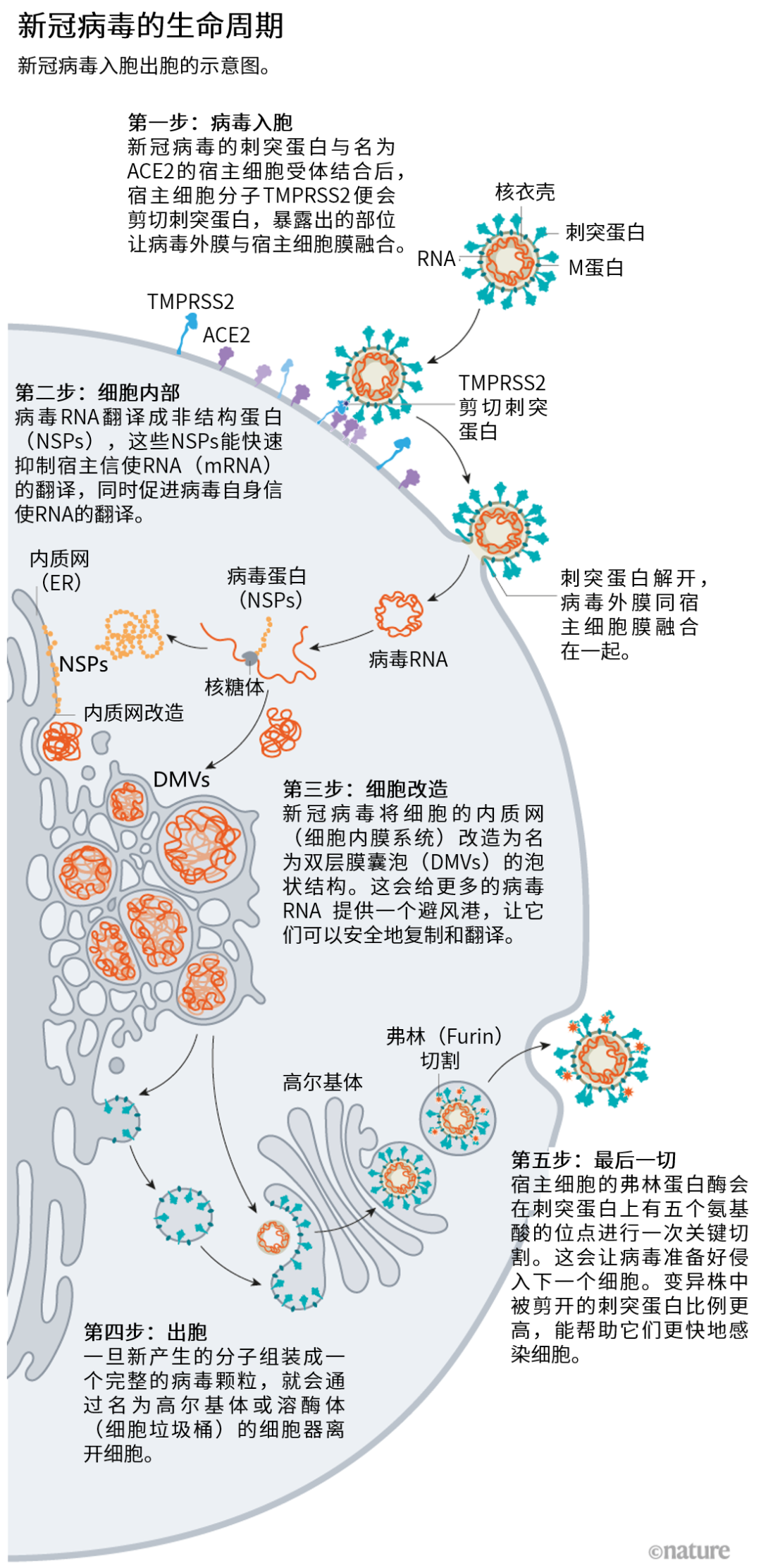 过去19个月的不懈努力,加之数十年的冠状病毒研究,我们正逐渐解开新冠