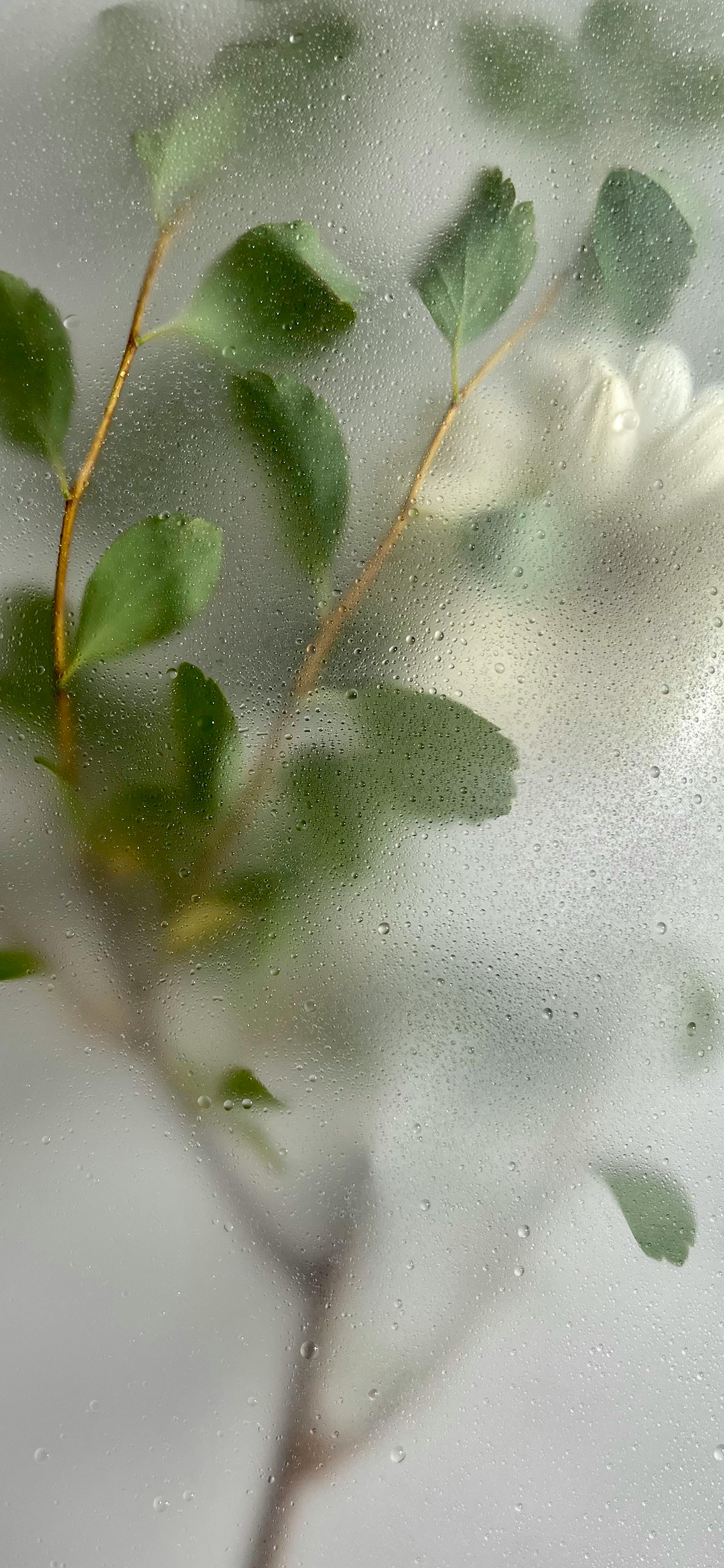 又发现一张还不错的手机壁纸