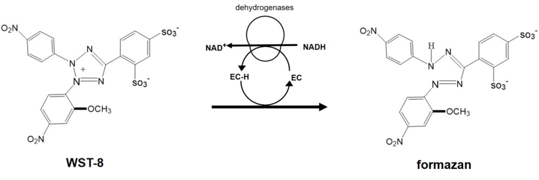 Bioss試劑周周薦 │ CCK-8檢測試劑盒！