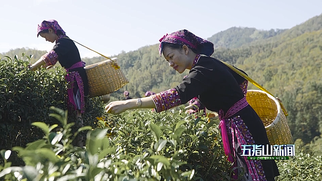 南海乡土人才梁妹珍：茶叶托起致富梦 回报桑梓守初心_五指山_市县动态_工作动态_海南自贸港人才工作网
