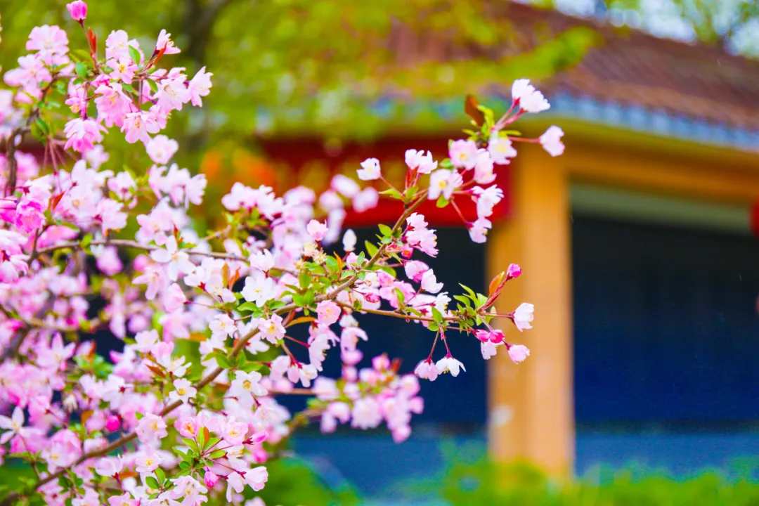 邯郸赏花推荐邯郸县域赏花地图来啦一起探寻大美邯郸春天印记