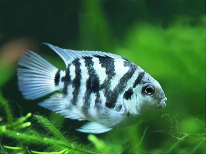 Fish Keeping Reality Check: 8 