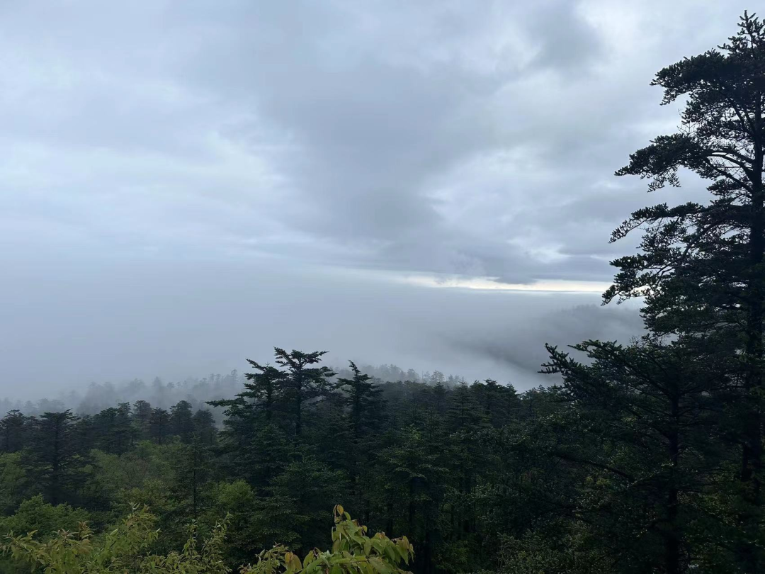 峨眉山雾中山间的旷野漫游 - 封面图
