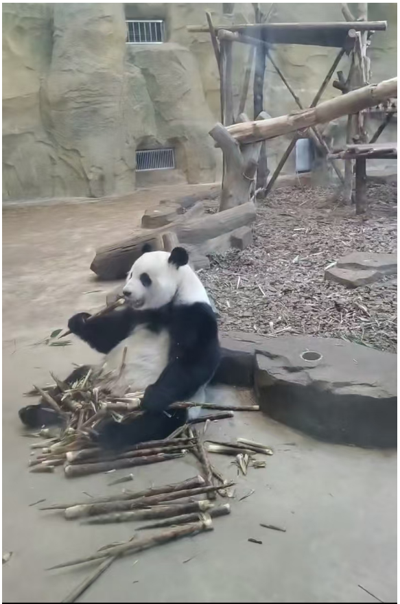 成都大熊猫基地游览经验 - 封面图