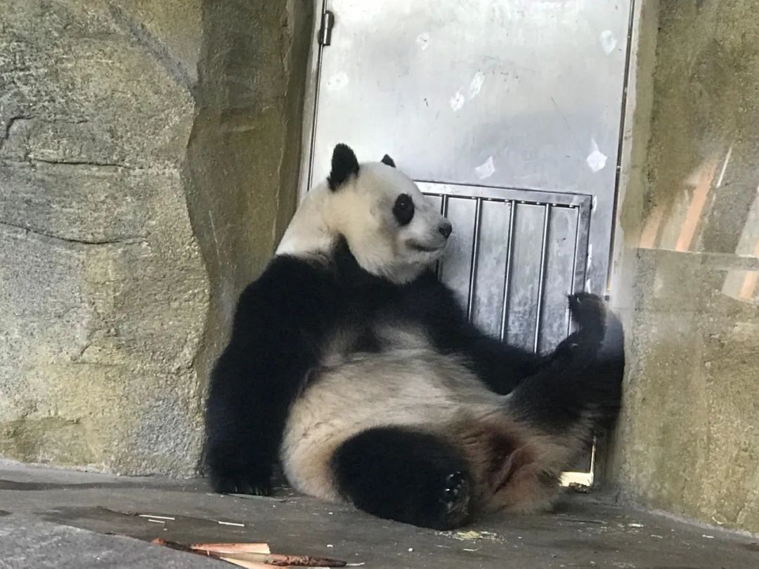 成都大熊猫基地游览经验 - 封面图