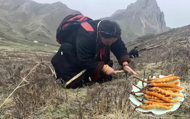 自己千万别用黑枸杞泡水喝_枸杞泡黑了还能喝吗_枸杞泡水发黑
