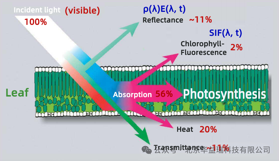 FluoreSens 10日光诱导叶绿素荧光（SIF）系统在南京大学成功运行