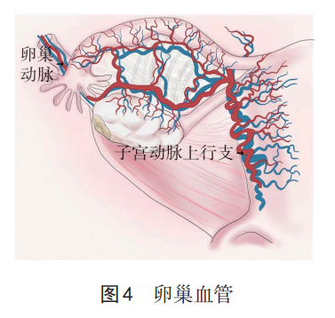 为什么要结扎血管【中国实用妇科与产科杂志微信专栏】之 821 产后出血手术缝扎止血的解剖学基础_https://www.jmylbn.com_新闻资讯_第4张