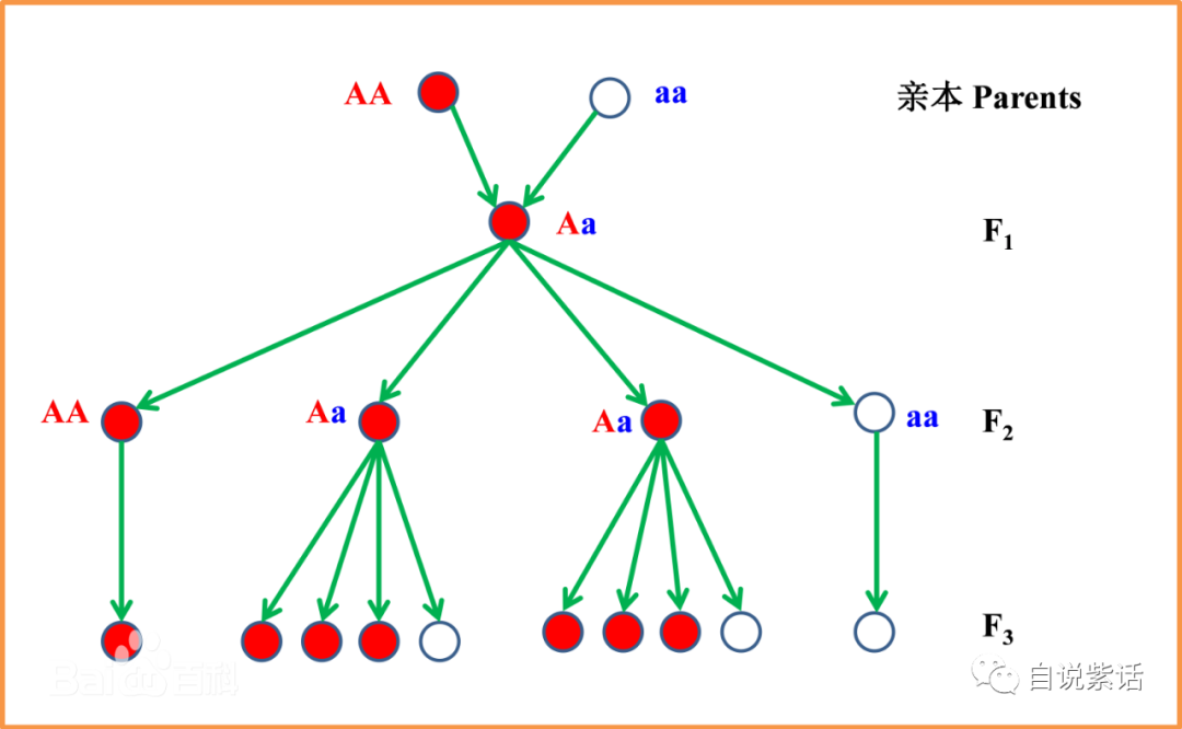 孟德尔遗传定律教案范文_孟德尔遗传定律说课稿_孟德尔遗传定律板书设计