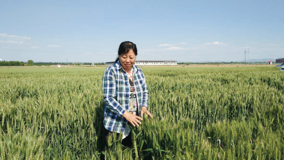 扎根沃土三十载 麦田守望践初心——记山西农大农学院小麦研究室主任温辉芹