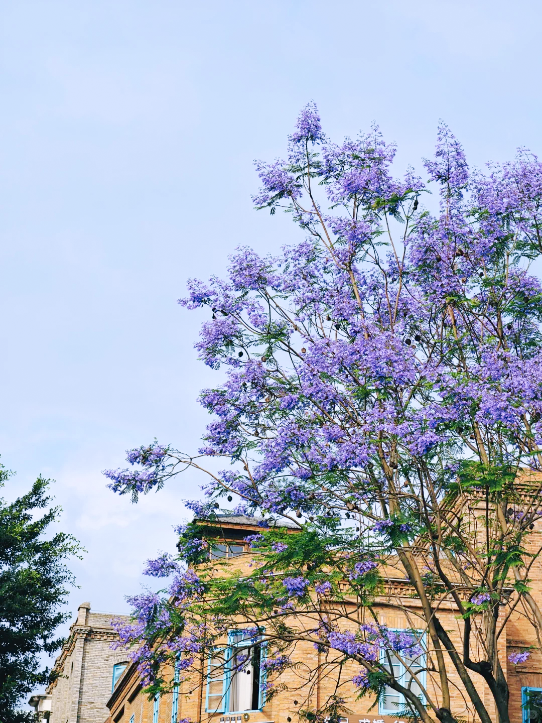 五月，查收福州的一“紫”情书