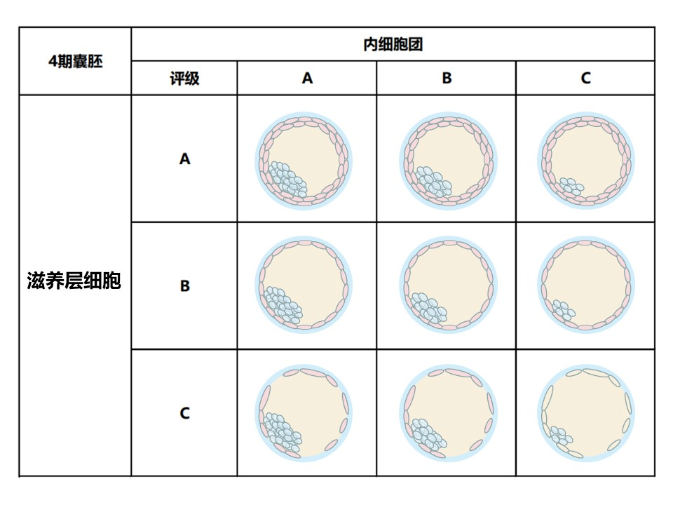 看脸的时代！快来看看胚胎界选美现场