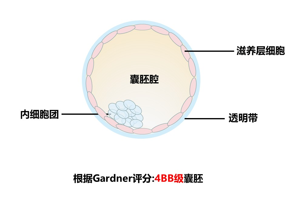 看脸的时代！快来看看胚胎界选美现场