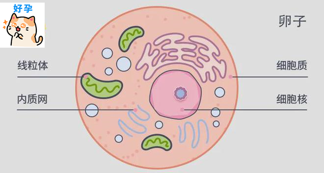 养卵必看：一文讲清改善卵子质量的关键所在！