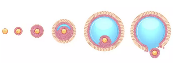 做试管取到空卵泡，究竟是谁的错 ?