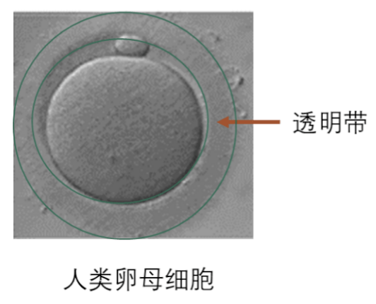 胚胎反复不着床的痛谁懂！该怎么办才好?
