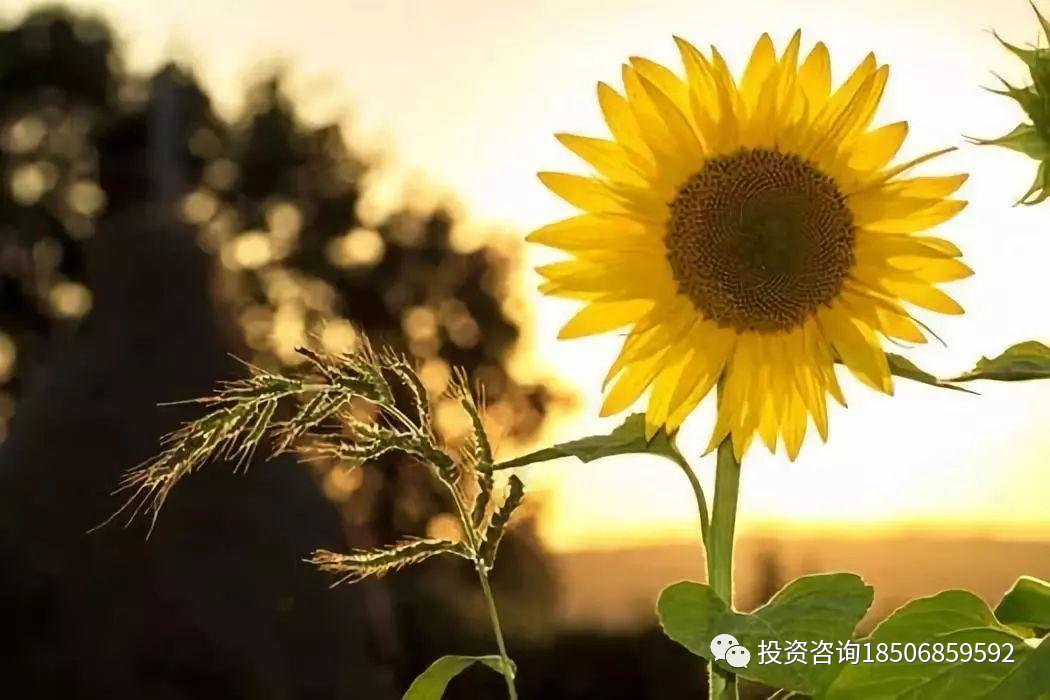 图片[3]-收藏好文 / 关于期货交易技术面分析-明慧期货培训网，学习联系：15217215251