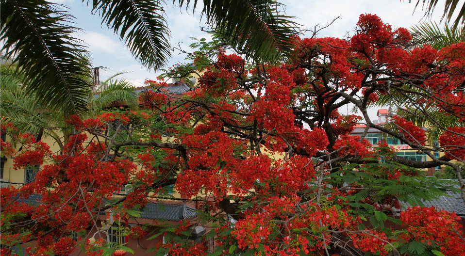 普洱孟连凤凰花如约盛放 绚烂如火_资料区_云南频道_云南网