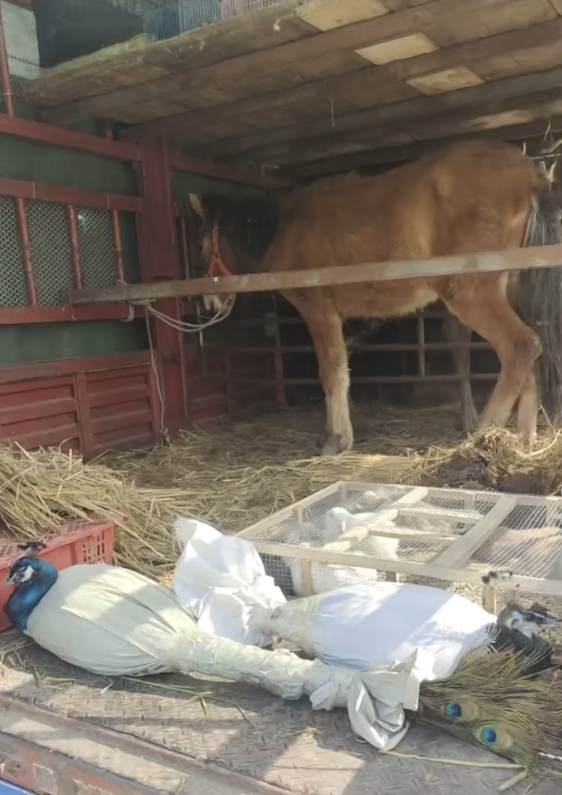 租借老虎,究竟是一门什么生意?