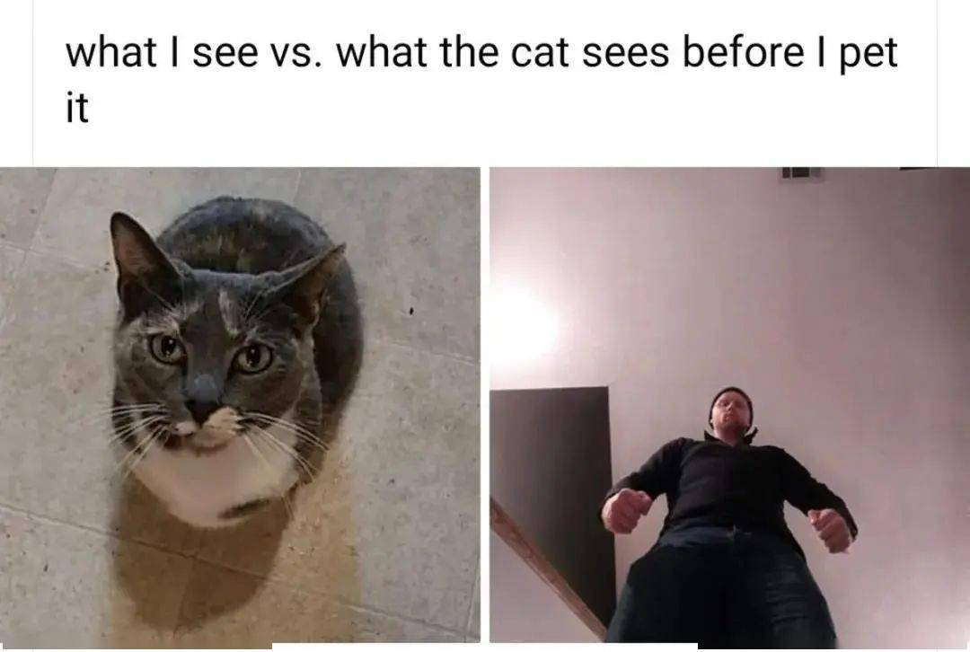 为啥别人家的猫能亲亲,我的不能?-微信头条网 为啥别人家的猫能亲亲,我的不能?