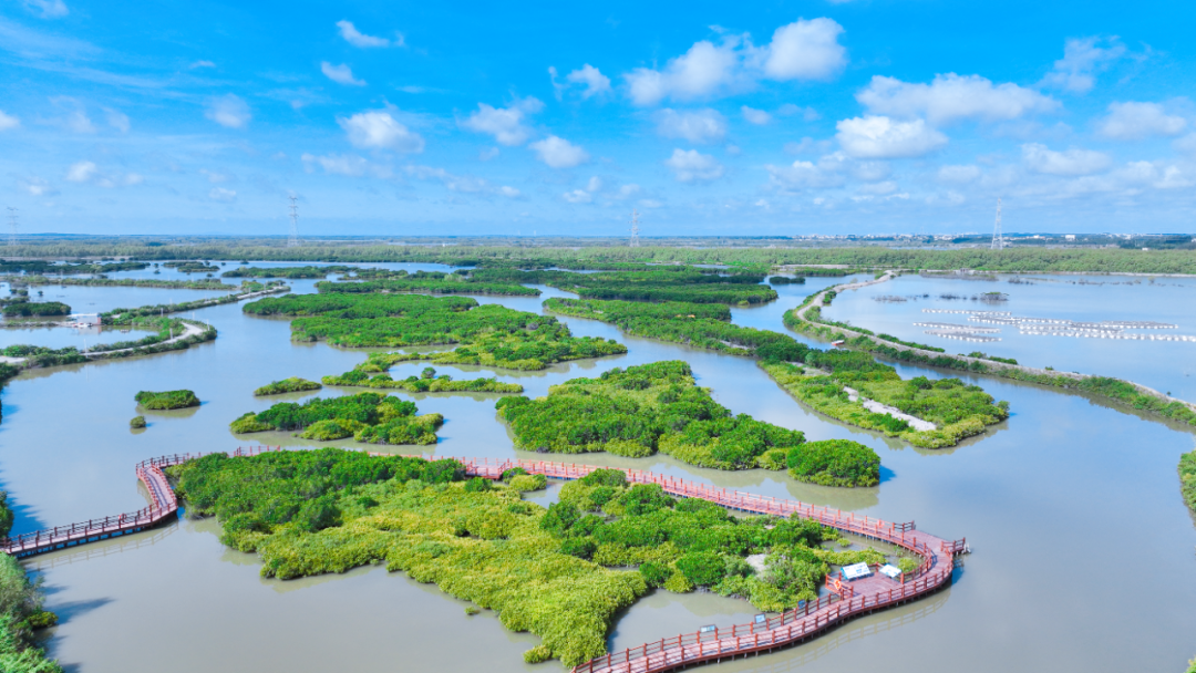 金牛岛红树林。吴东俊 摄