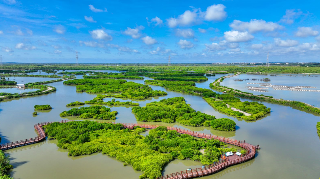 湛江欢迎您来滨海旅游!观赏中华白海豚生态奇观-焦点要闻-佛山新闻网