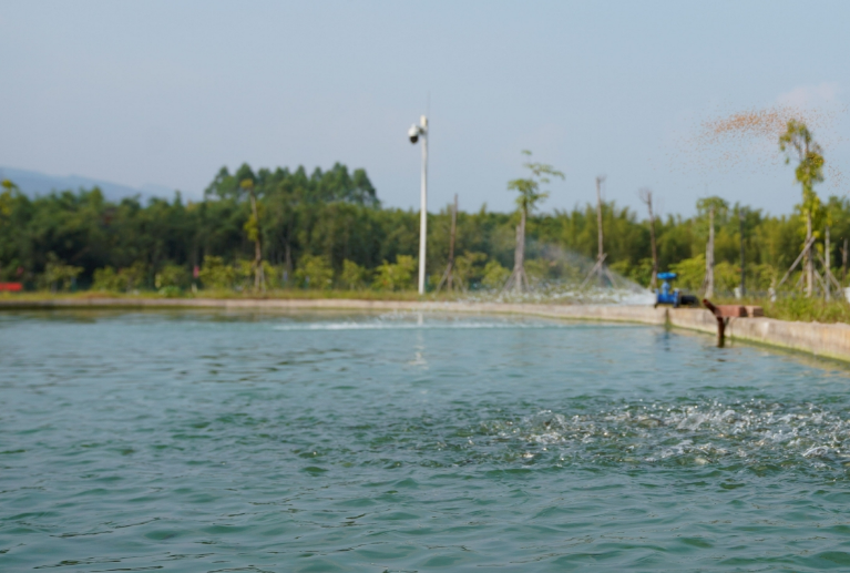 鱼虾不吃料是什么原因？养殖中后期鱼虾突然不吃料原因