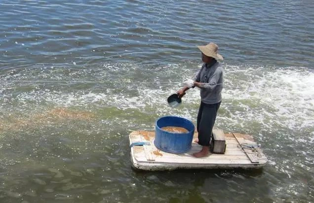 鱼虾不吃料是什么原因？养殖中后期鱼虾突然不吃料原因