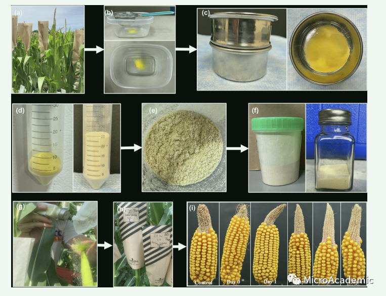 玉米育种的方法及原理，提高玉米育种和授粉效率的实用方法