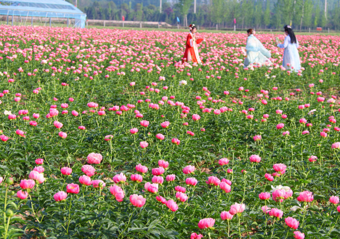 黄堽镇交界处,建设于2021年,占地面积500亩,其中芍药种植450亩,牡丹