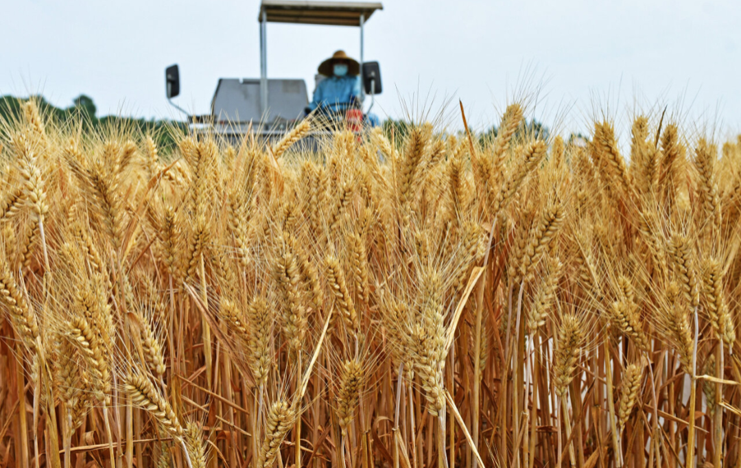 小麦.jpg