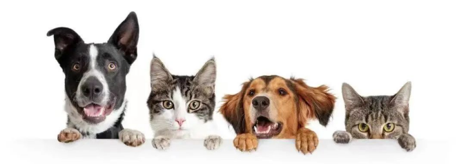 动物门诊用什么x光机被咬伤，不要怕，家门口就有“动物致伤处置门诊”_https://www.jmylbn.com_新闻资讯_第6张