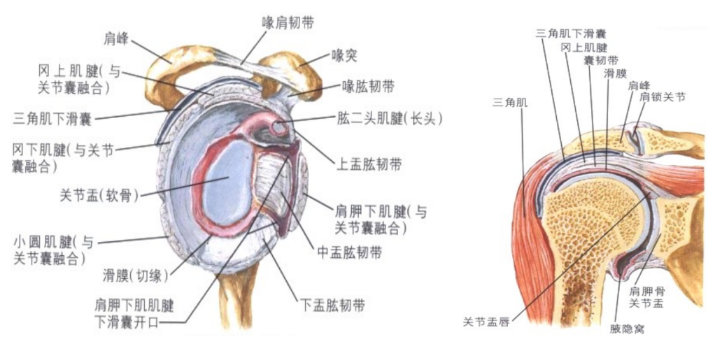 肩袖损伤的诊断与治疗，史上最全总结！